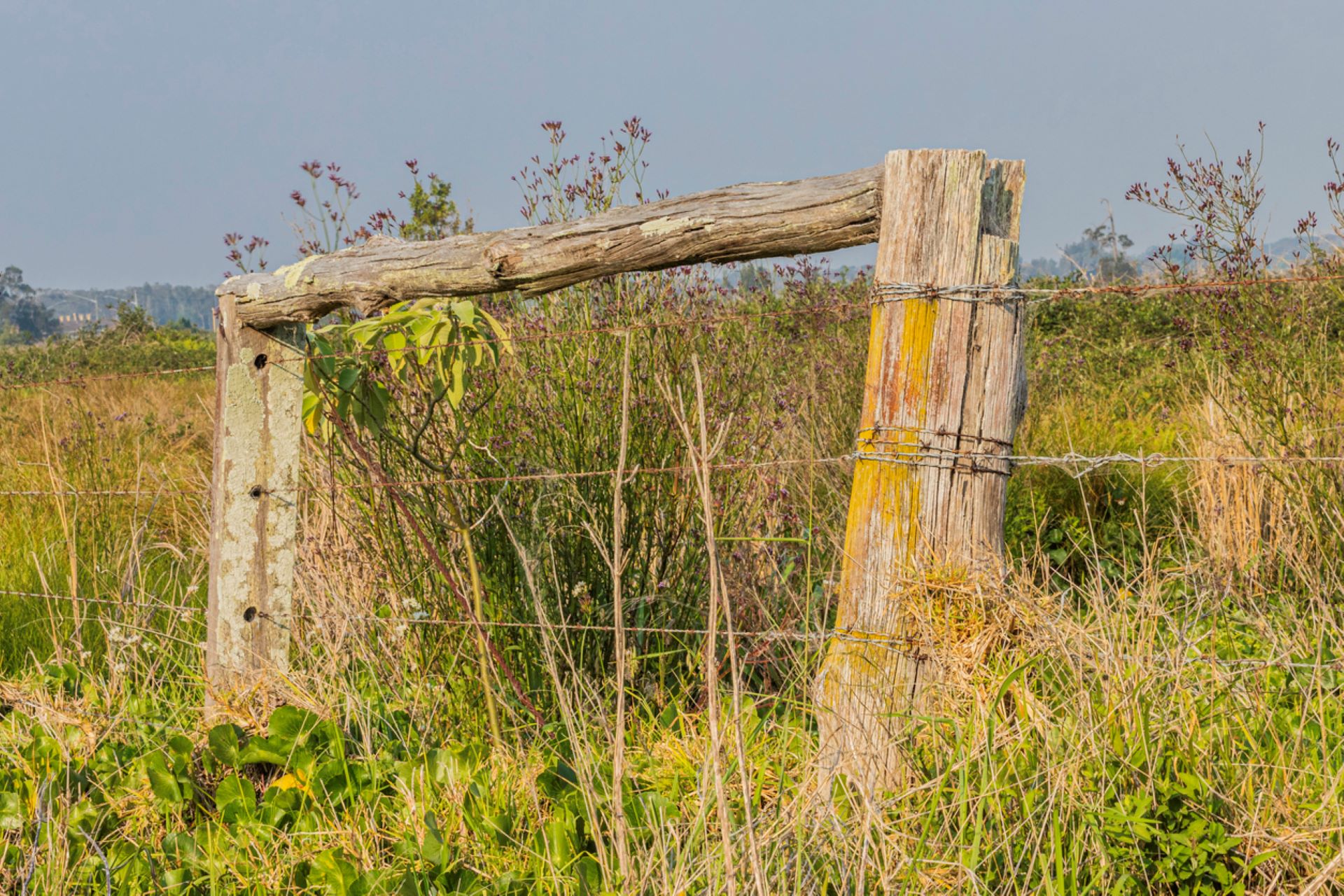 woman-shares-brilliant-way-this-camp-cleared-weed-filled-land-in-less