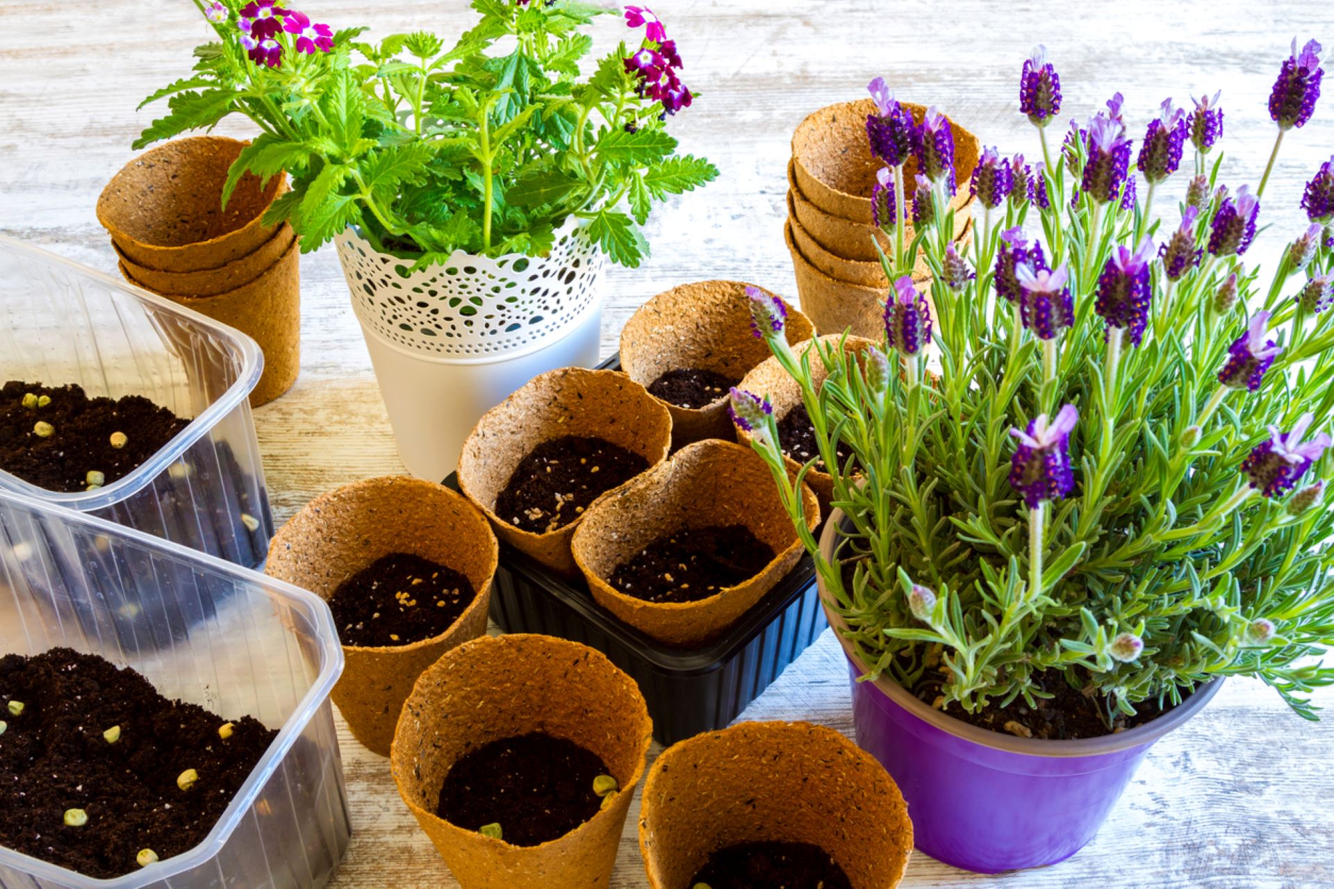 "I’ll probably direct sow them in the ground some place safe and just hope."