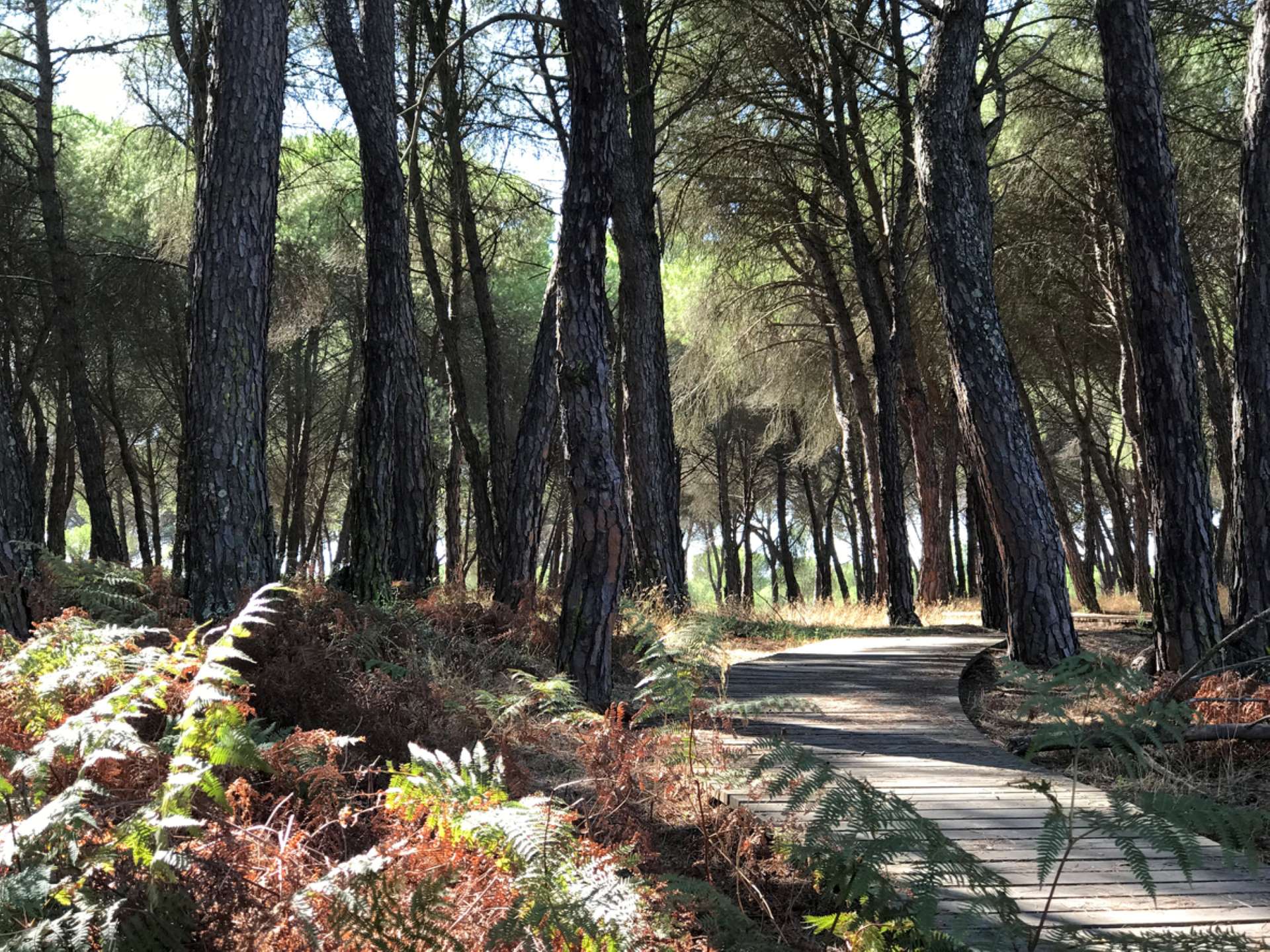 The park is under severe strain, ecologists say.