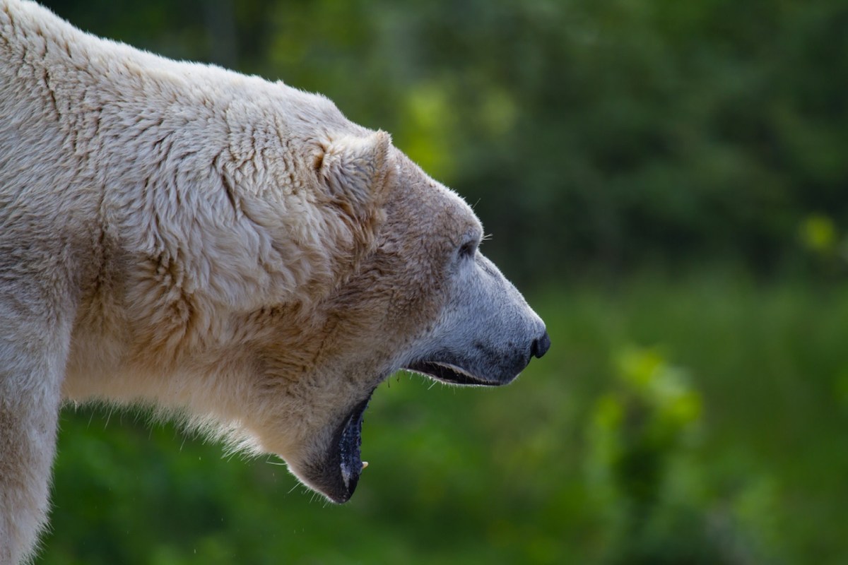 As the polar bears’ space to hunt, live, and reproduce shrinks, they are driven inland.