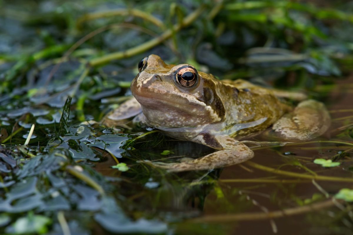 climate-change-amphibian-extinction-threat-brazil