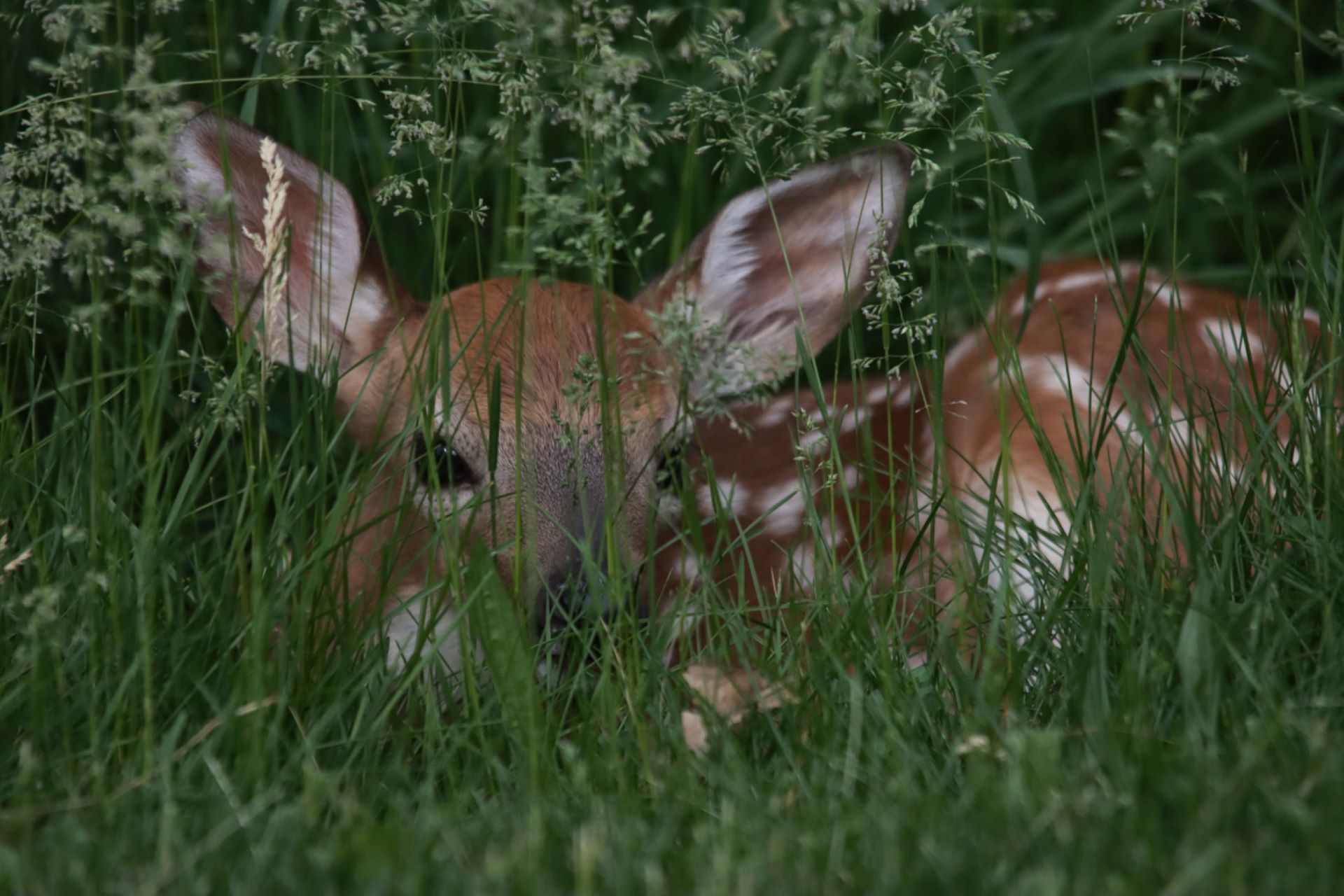 "Wanna know why I don’t mow in the summer?"