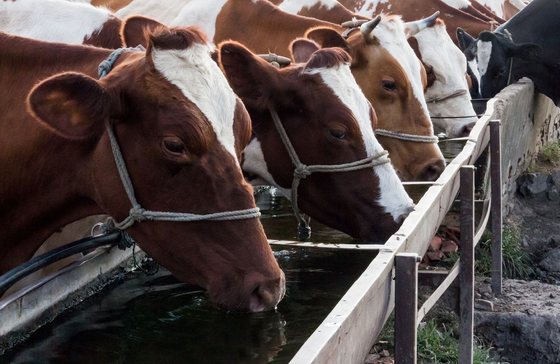 The cow shelter had seen several unexplained deaths within a short period.