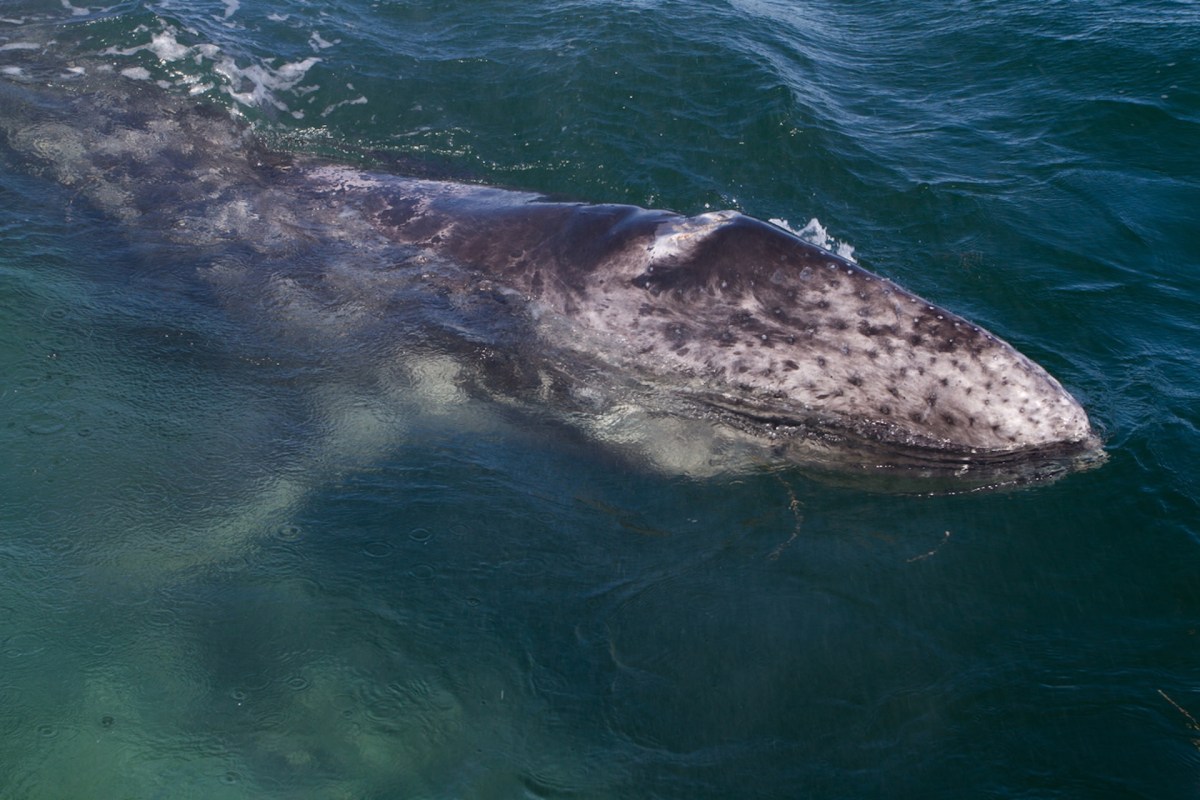 “[Gray whales are] resilient ... so I hope that they’ll be able to do that moving forward as well."