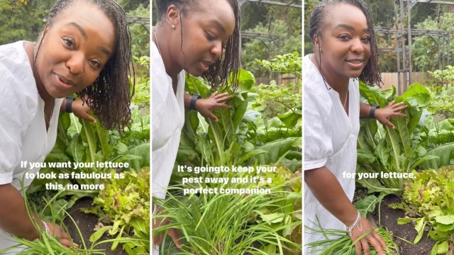 “It’s gonna keep your pests away, and it’s a perfect companion for your lettuce."