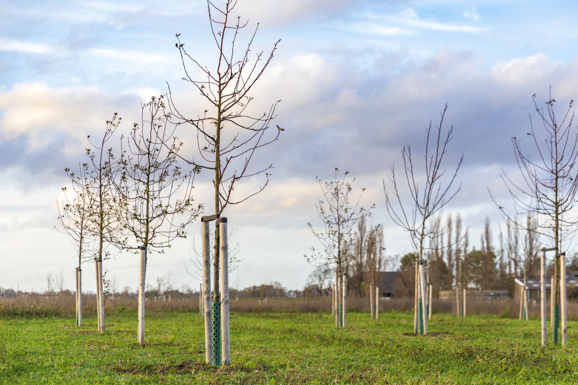 “We risk reducing natural ecosystems to one metric..."