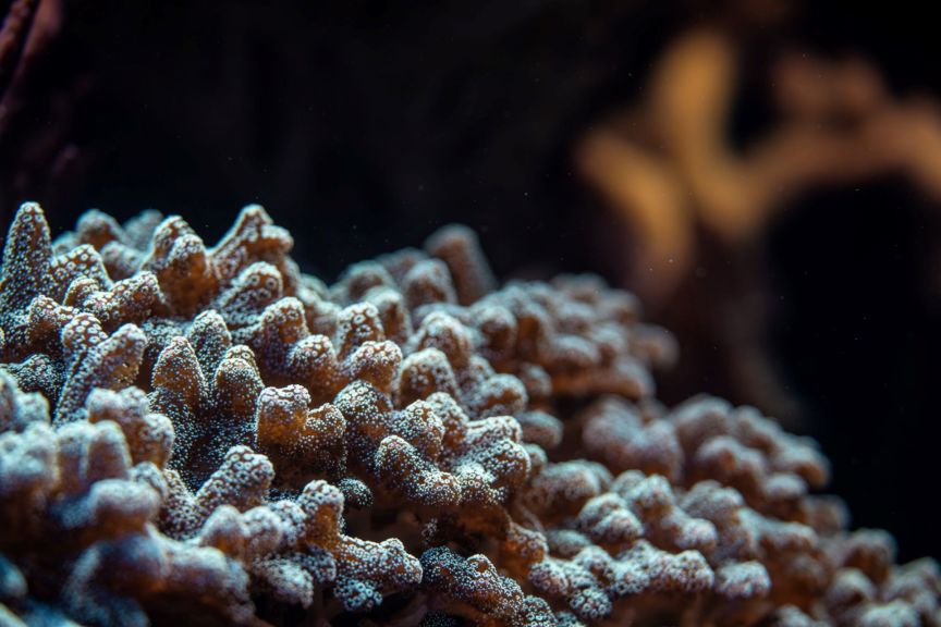 Scientists Have Begun Conserving Coral by Slicing and Freezing It