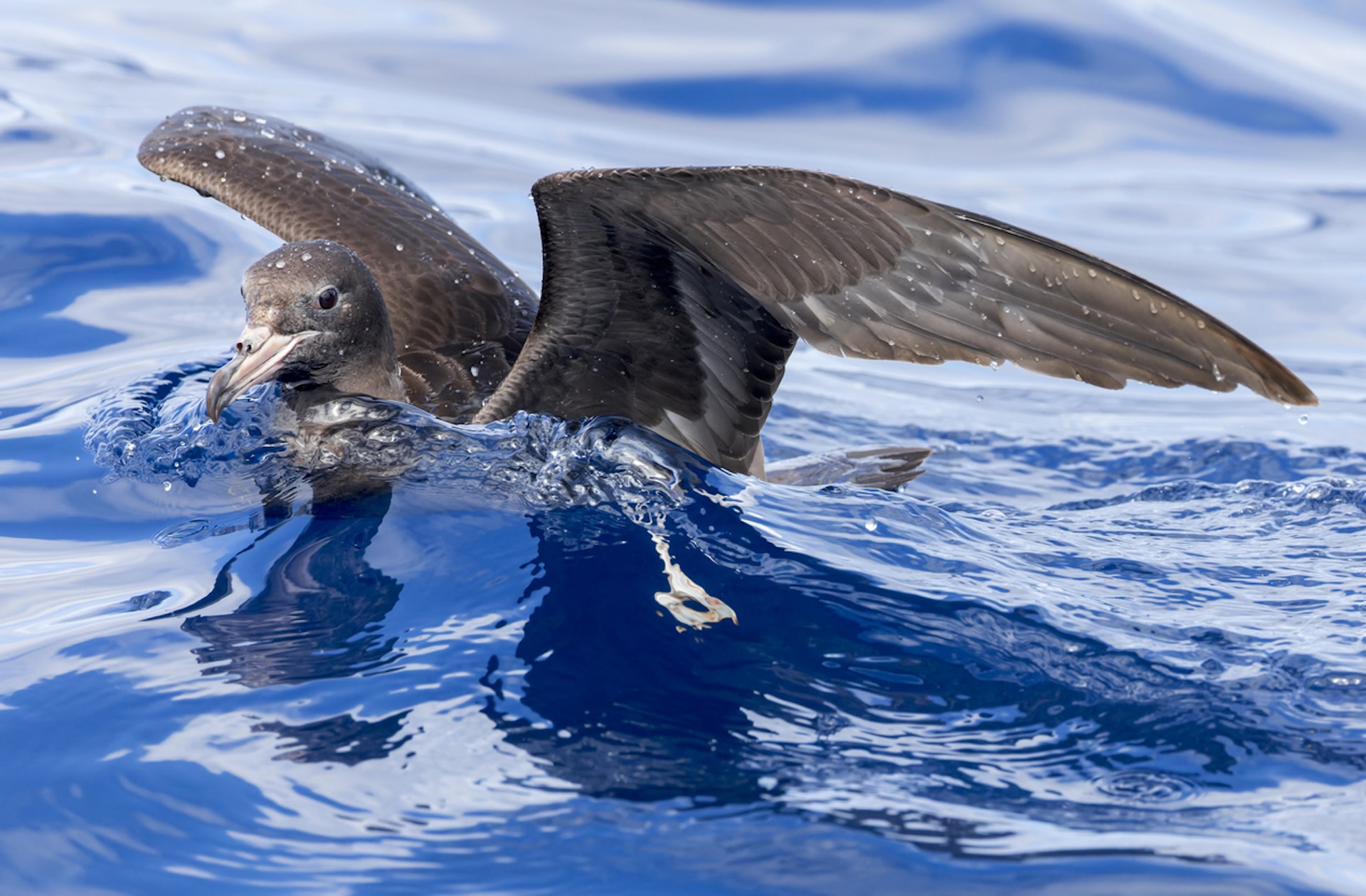 "The challenge with birds is that no one has really thought to look at this."