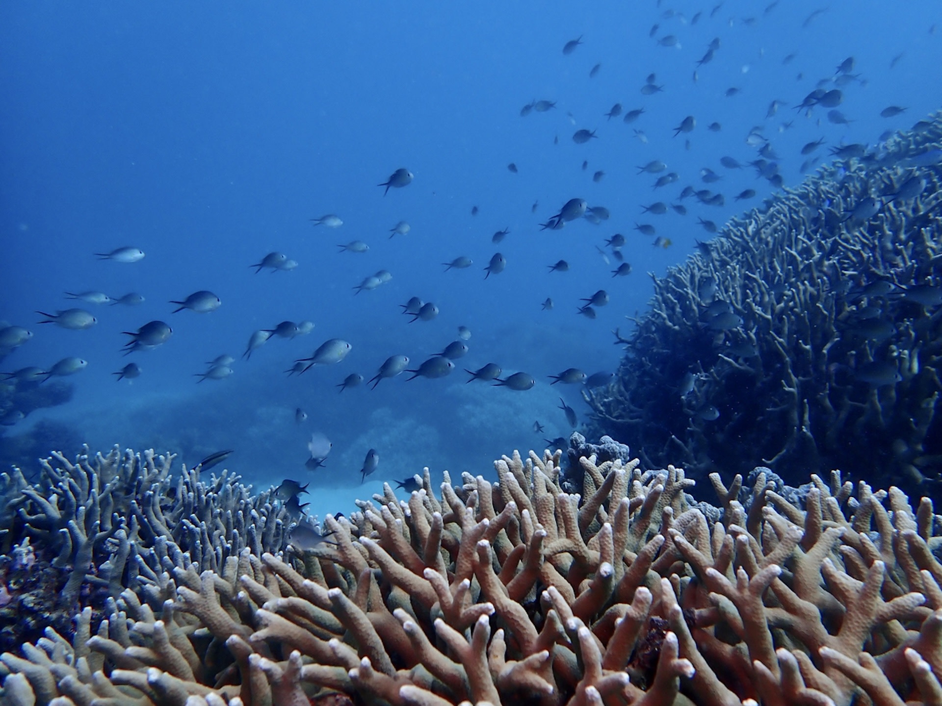 New study finds troubling new source of pollution in Great Barrier Reef ...