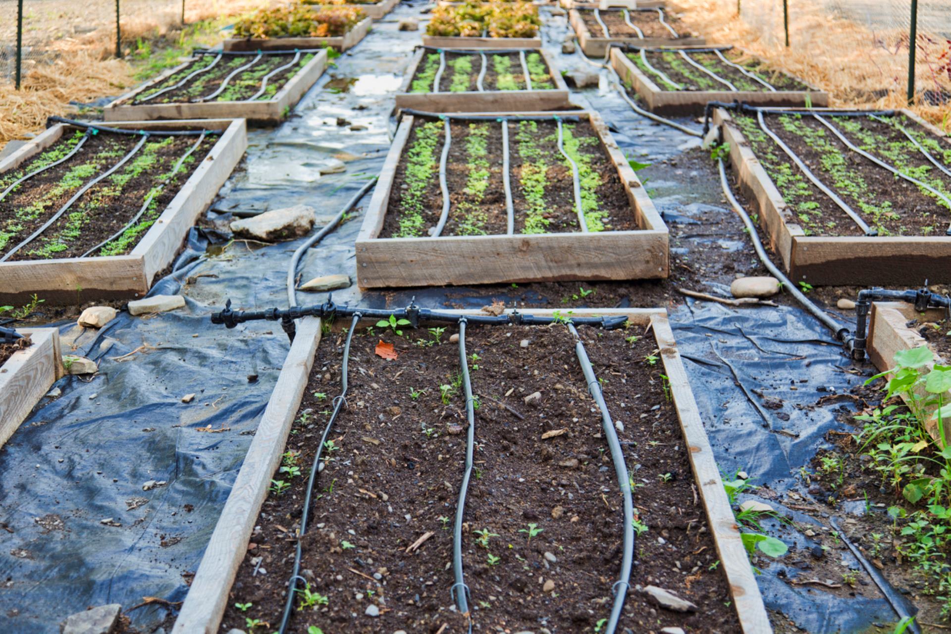 "Landlords can make it much more difficult to reap the benefits of gardening."