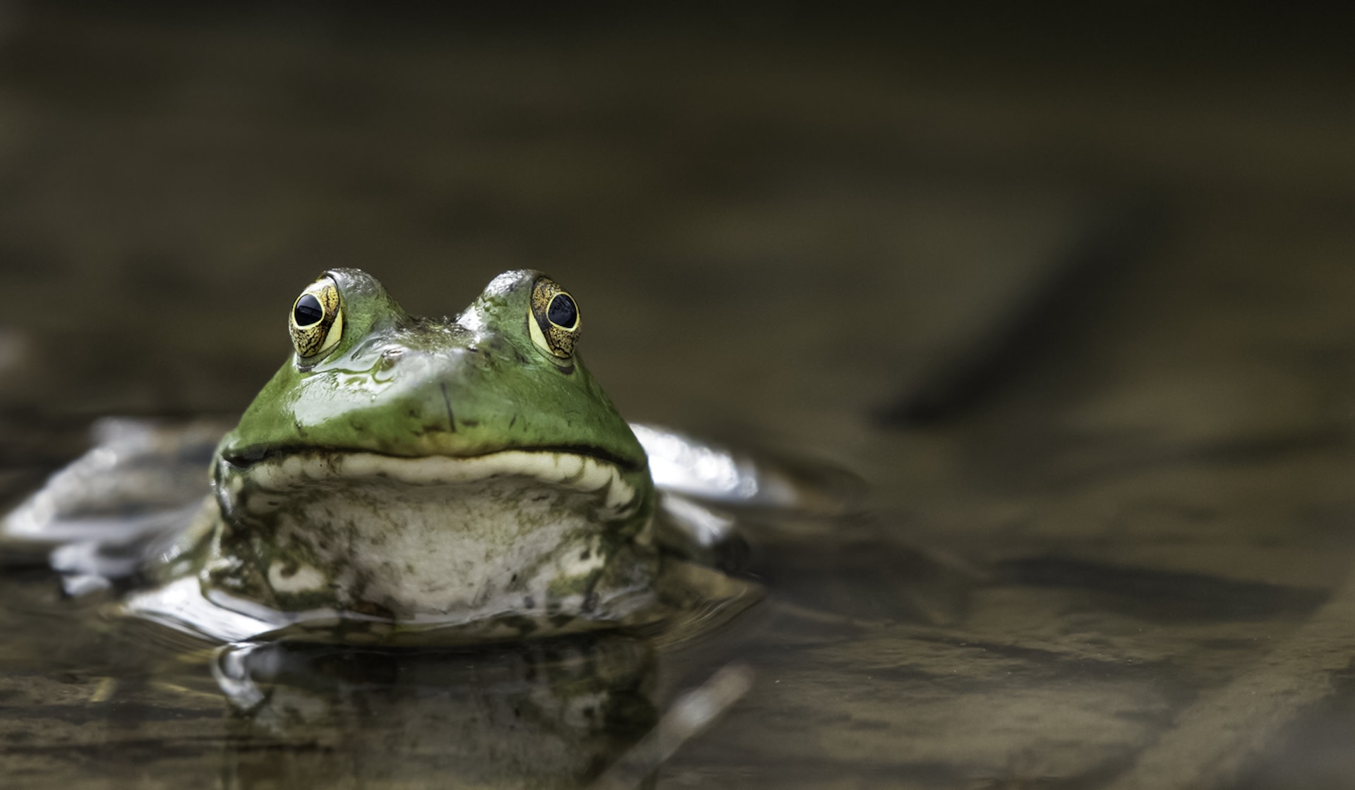 Scientists discover troubling reason 41% of frogs and other amphibians