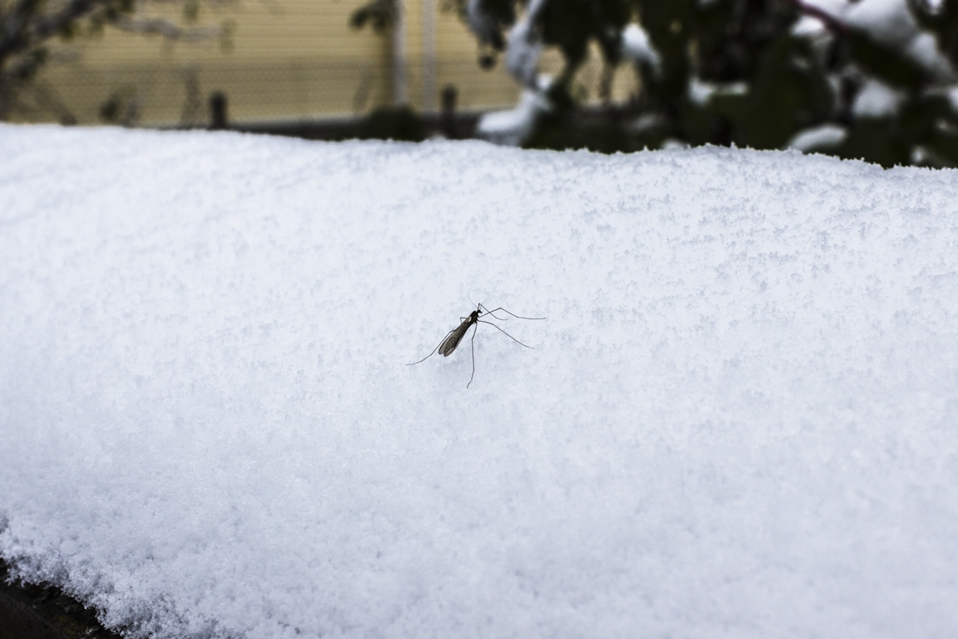 "The chance of species from farther south invading Finland will increase if the climate warms and winters become milder."