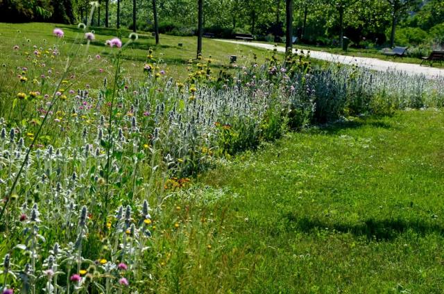 Yard with native plants.