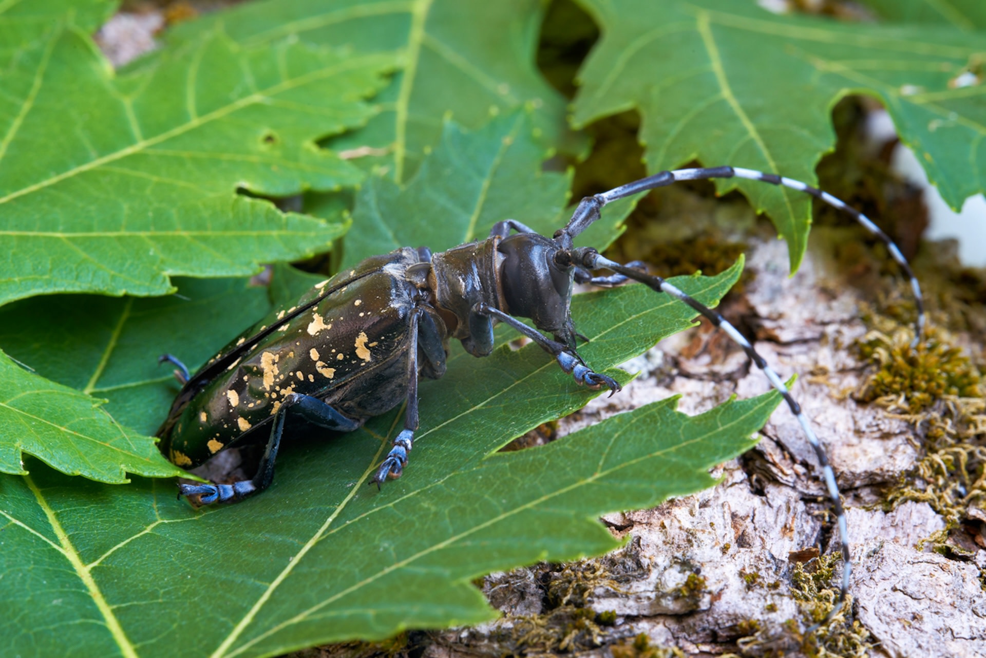 "Their only hope is continuously replanting and seed banks."