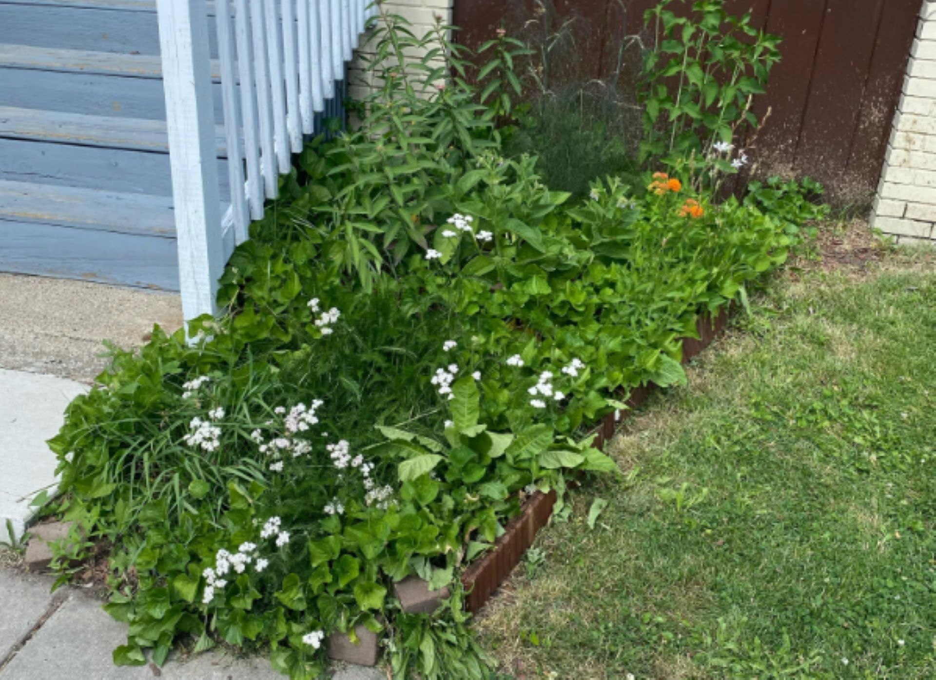 “You can guess which one my landlord has gotten to with the weed whacker the last two times he's come around to do lawn care.”