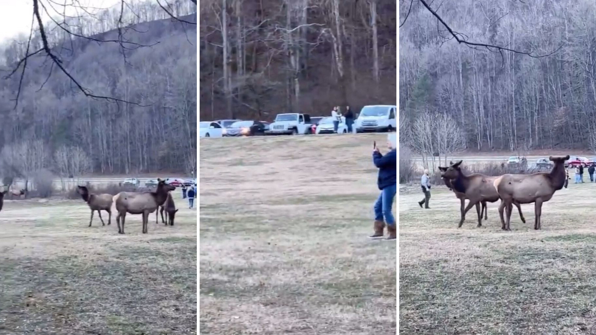 The Great Smoky Mountains website warns that elks are larger than black bears and can be dangerous.