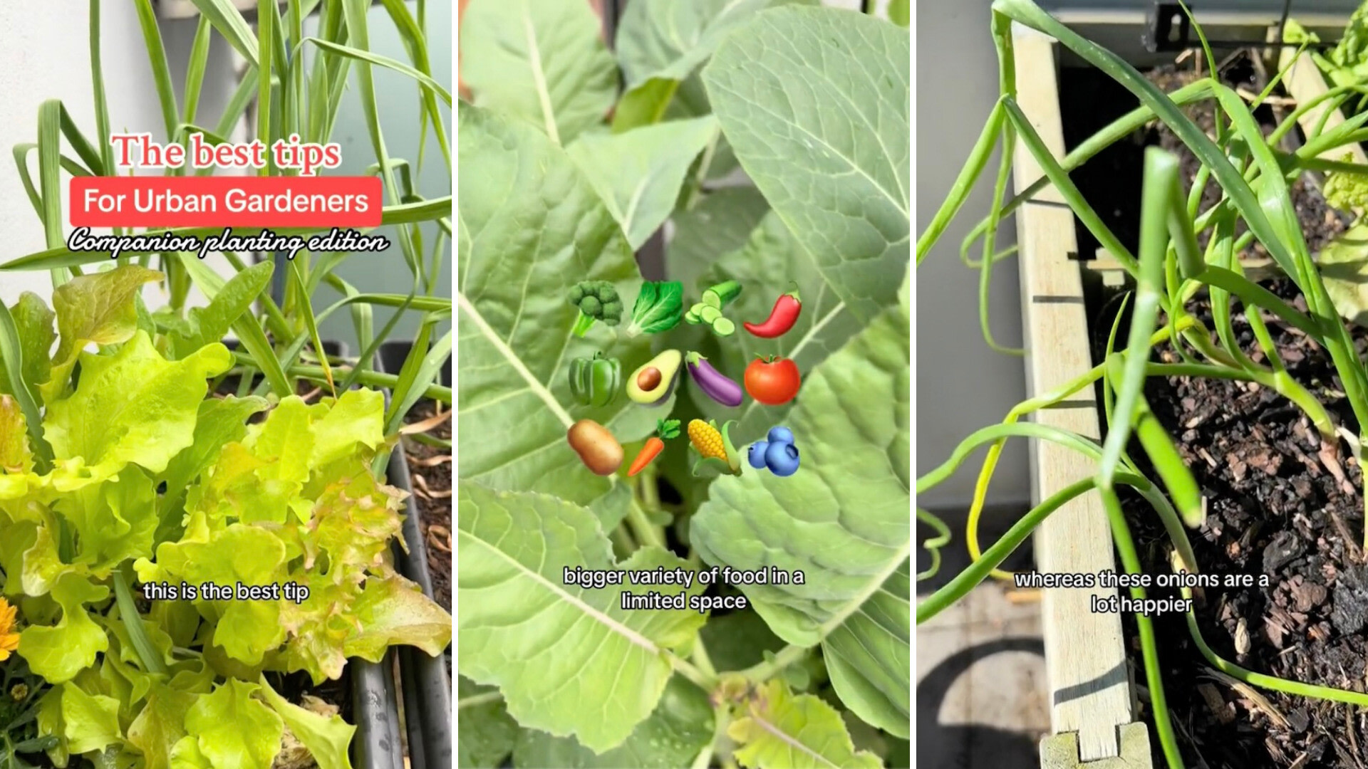 Urban gardener shares trick to maximize limited food-growing space: 'I used to think it was just for big gardens'