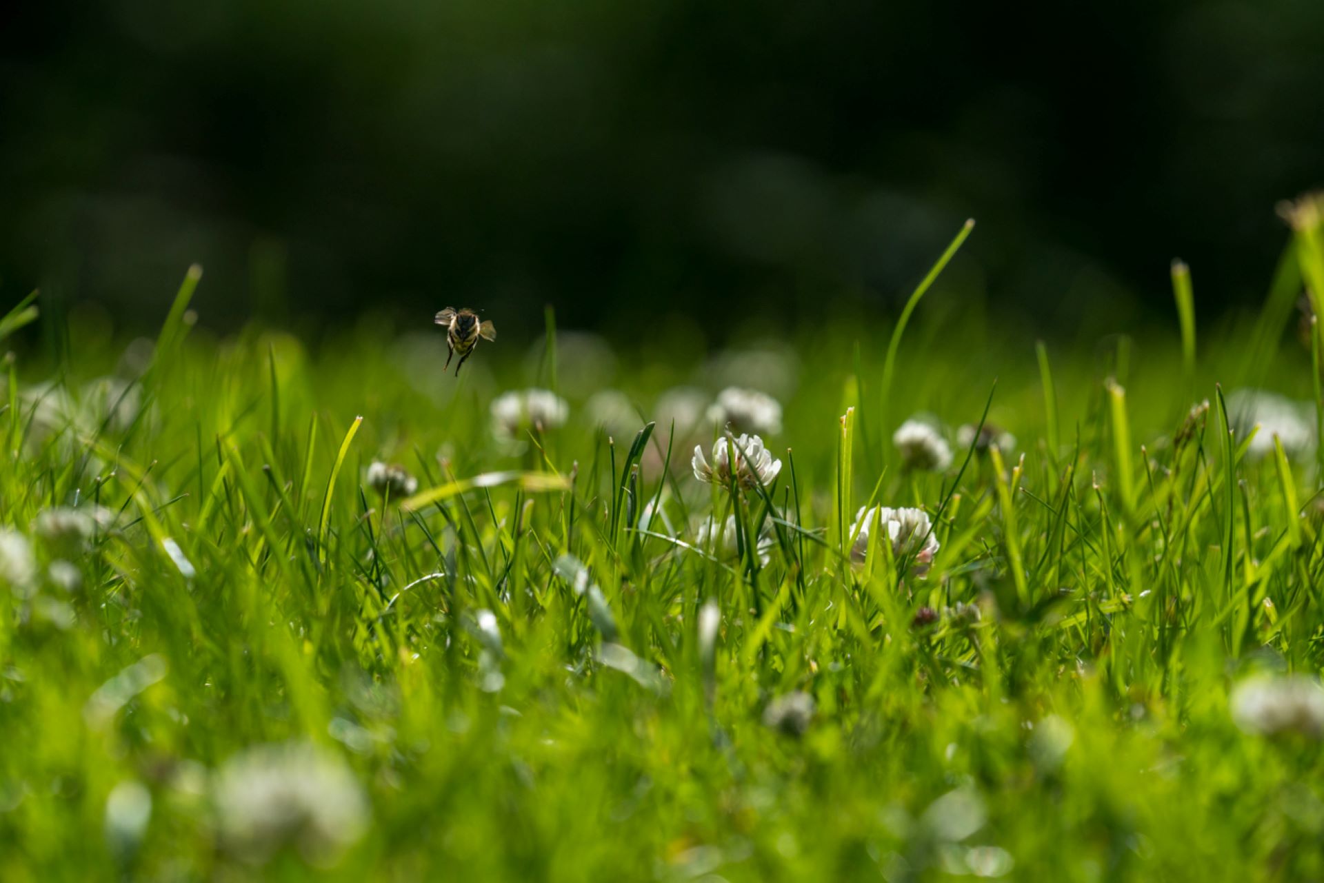 “Eventually, I got them to concede and admit that they don't care if it's actually grass, but just that it looks nice."