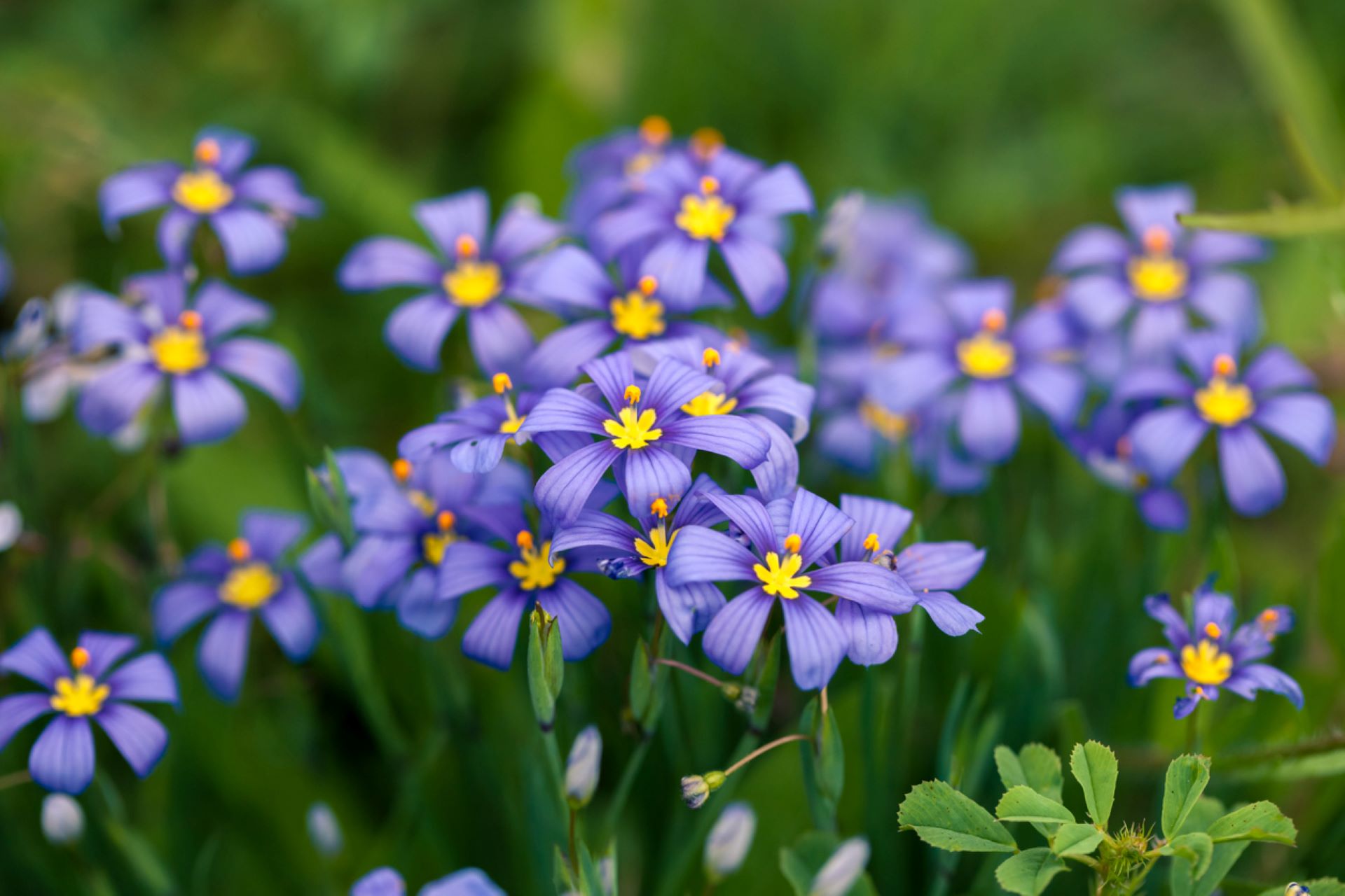 “Native species are always better than ornamental grass."