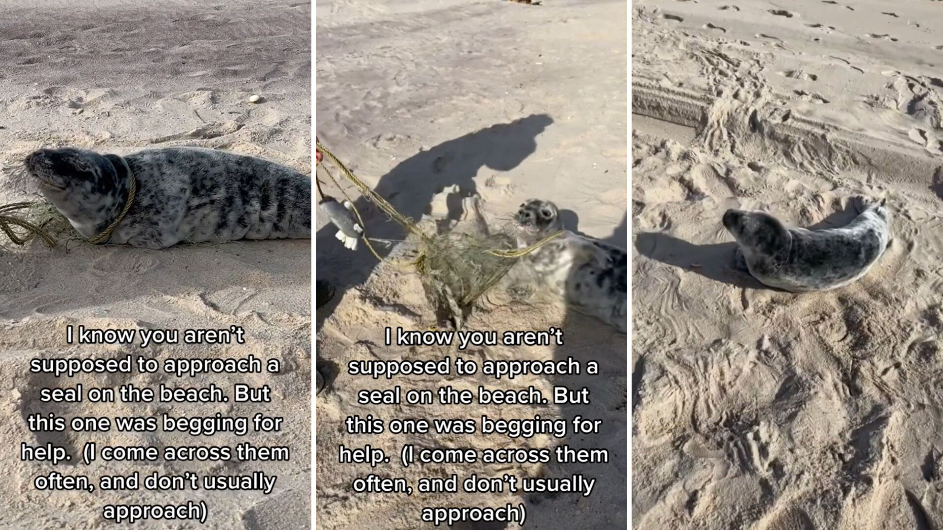 "I know you aren't supposed to approach a seal on the beach. But this one was begging for help."