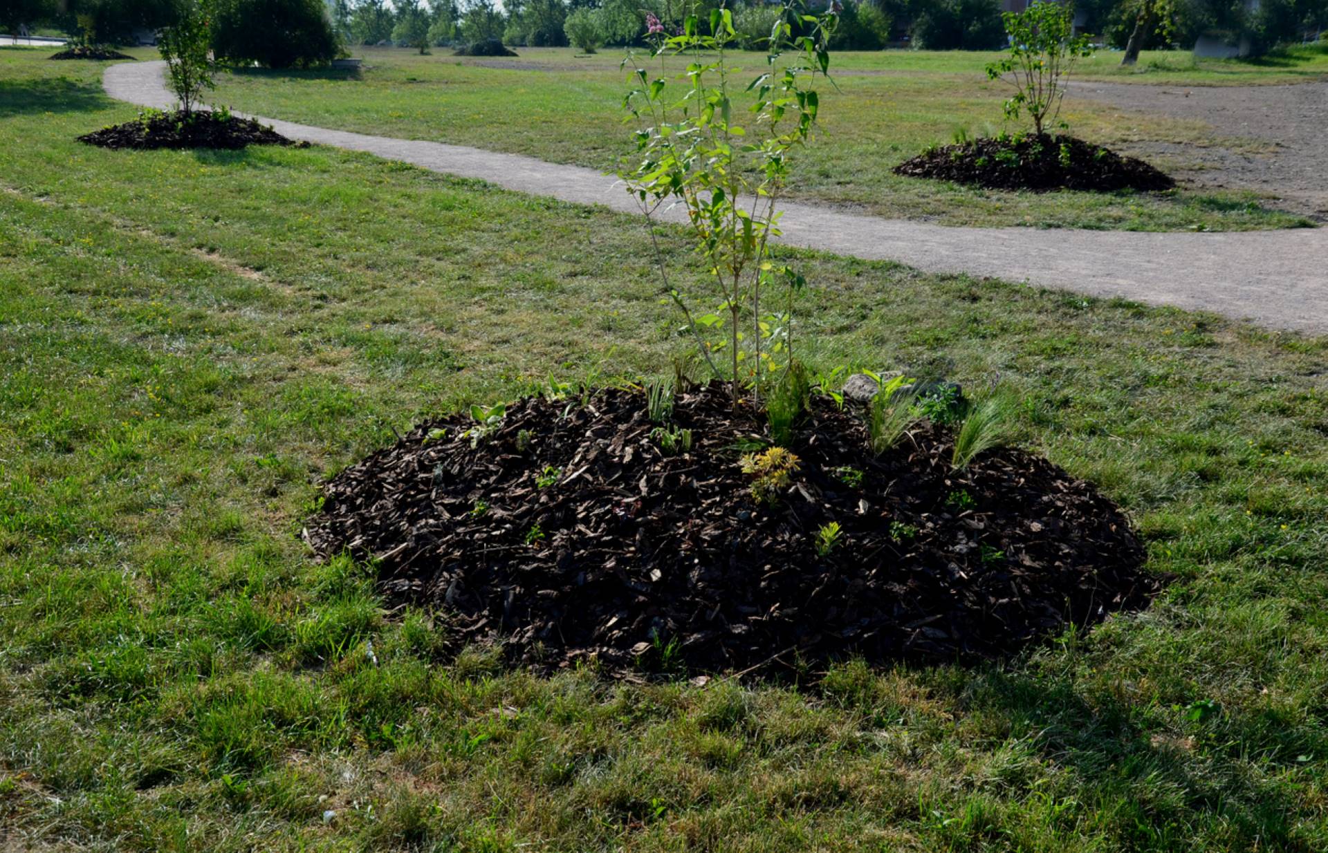 “Neighbor told me not to bother laying it ..."