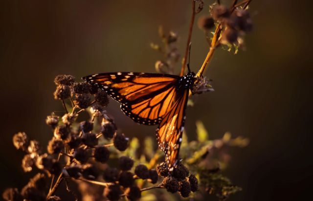 "They're thriving, they bloom every year and produce a ton of seeds."