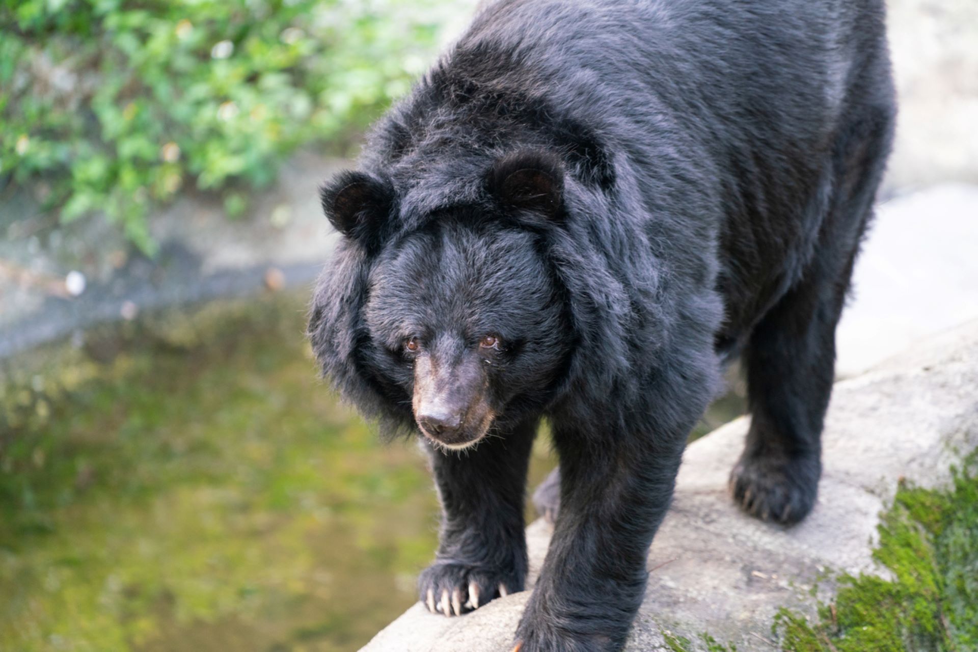 “Some escape, often losing a toe or paw, some are illegally killed and sold on the black market."