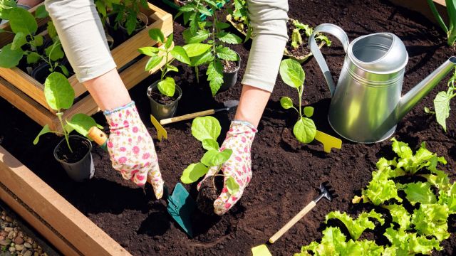 "If it's only just appeared in your yard you may be able to manage it with aggressive hand-pulling or digging out roots."