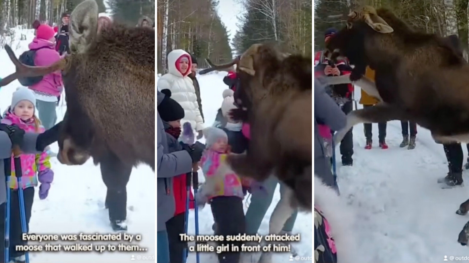 "It's amazing to me that people don't understand the dangers of wild animals!"