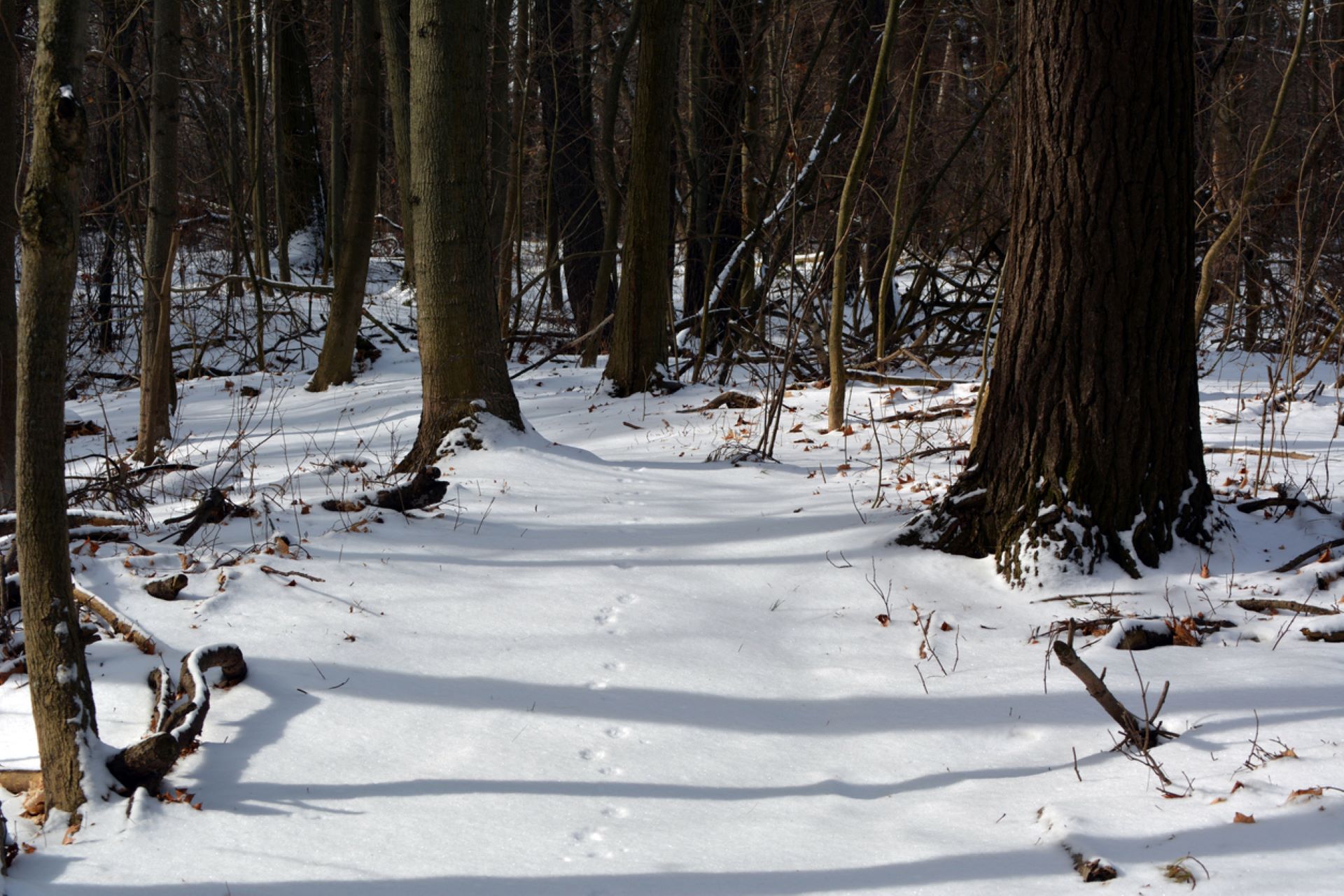 The research may help wildlife managers prepare for the effects of shifting snow.