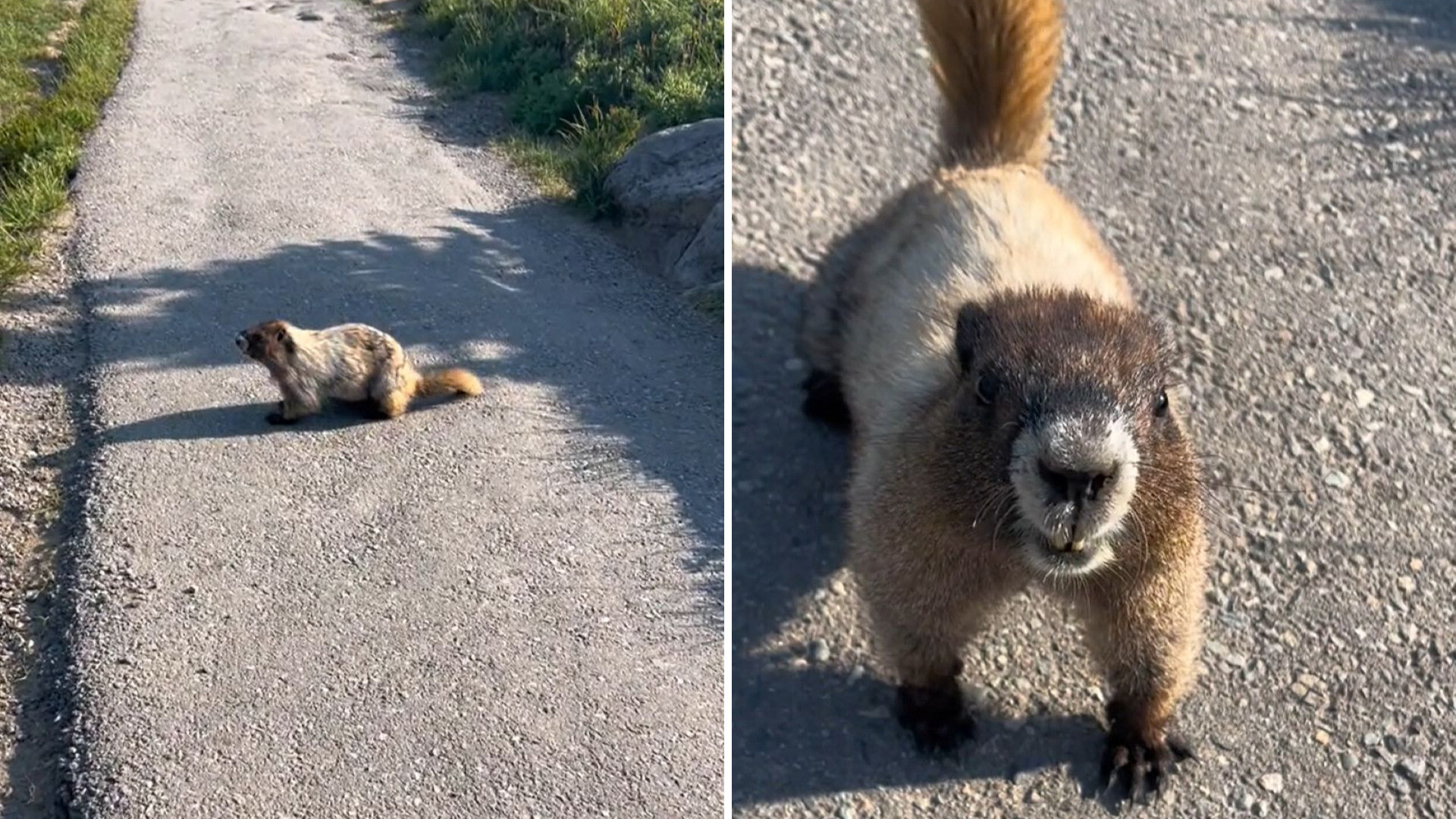 “Please please give wildlife more room than this."