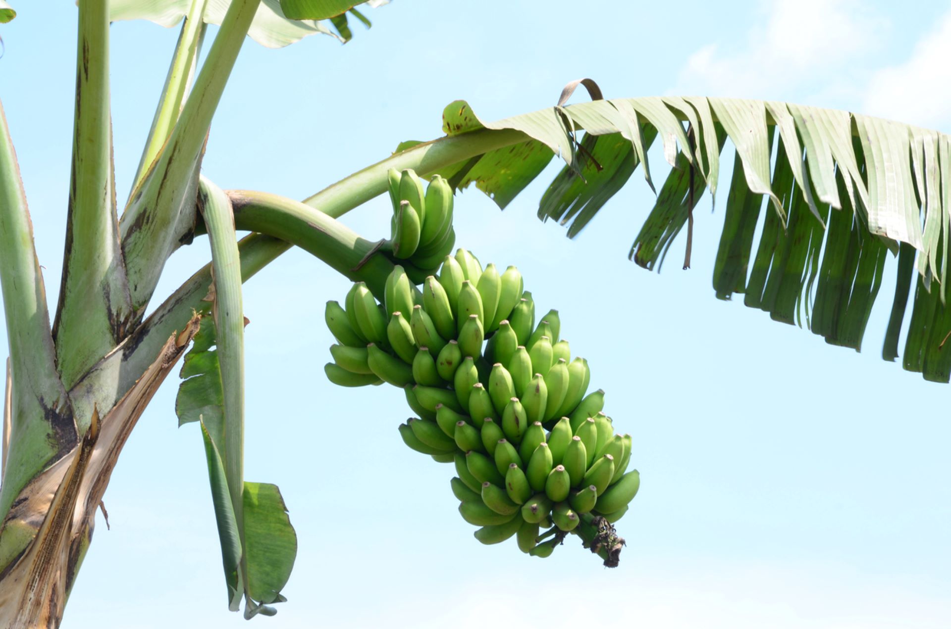 Scientists Super Banana Could Save Thousands Of Lives Reduce Blindness — But It Still Has