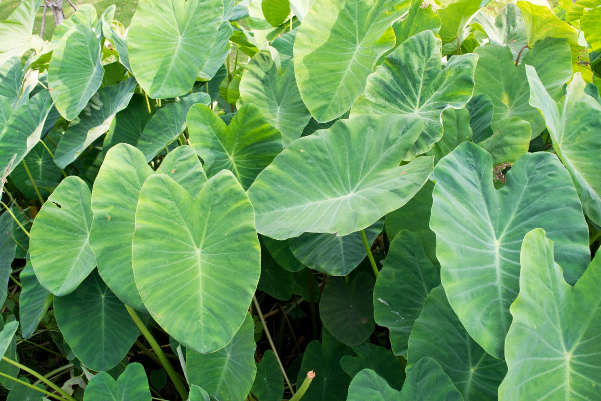 "My landlord is incredibly nosy and doesn't like me having plants for some reason."