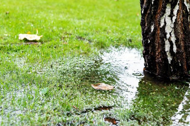 “Compared to a conventional lawn, rain gardens allow for 30% more water to soak into the ground.”