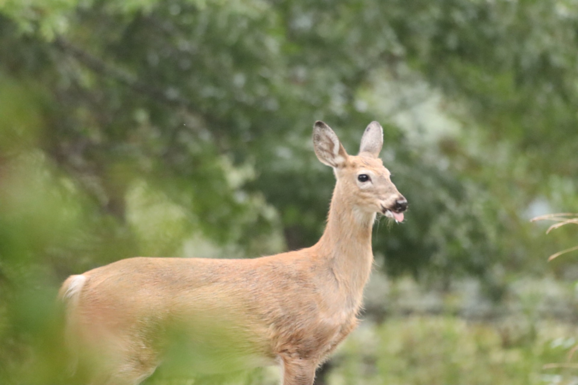 CWD is a “prion disease,” meaning it’s caused by particles smaller than bacteria or viruses called prions.