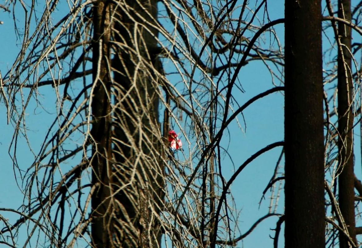 Hiker makes upsetting discovery deep in the woods at national park: 'In the area we have made an effort to specifically protect'