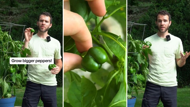 "I have only 1 tiny pepper on my plant. Thanks for advice."