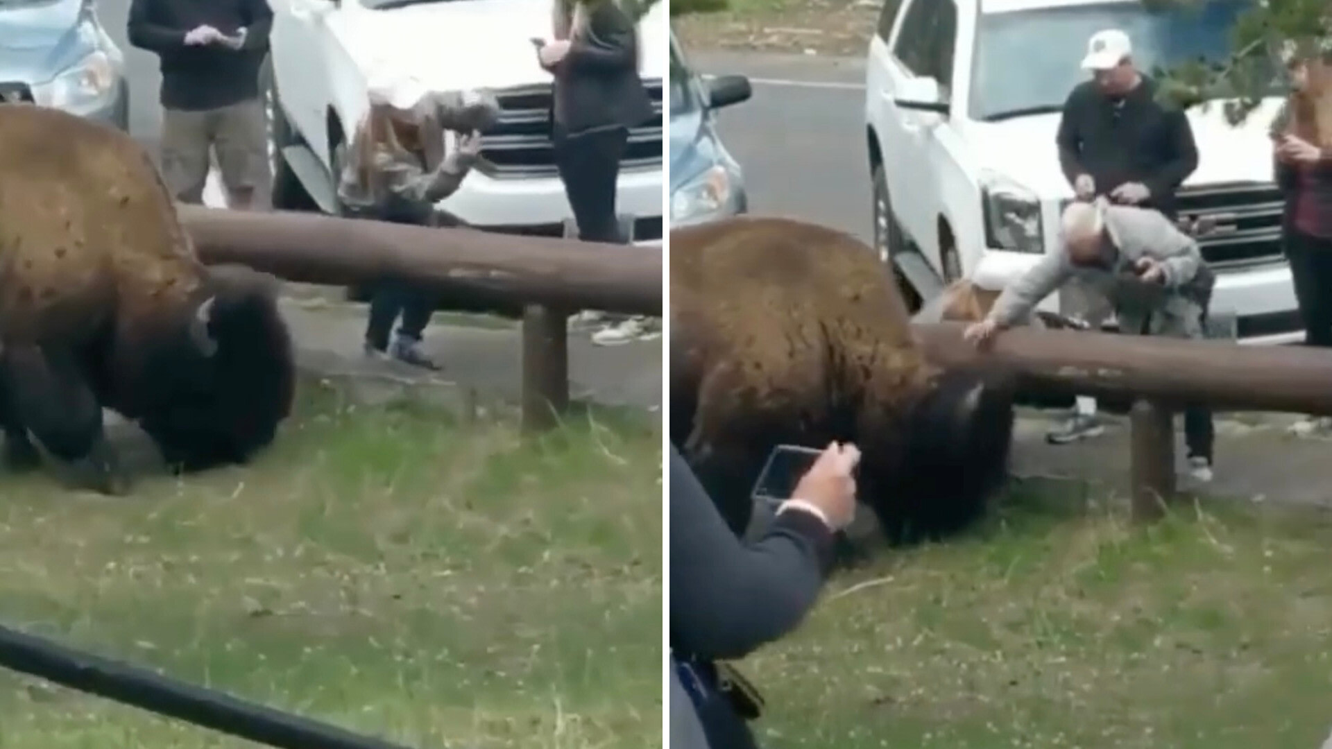 This run-in demonstrates why it's vital to give all wildlife enough space to roam on their own terms.