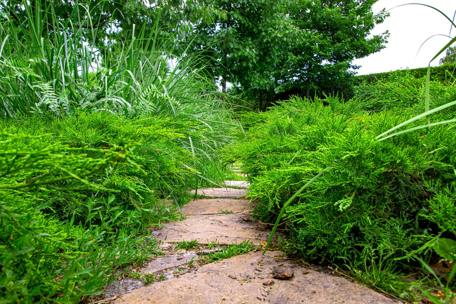 "Weeds pop right through it."