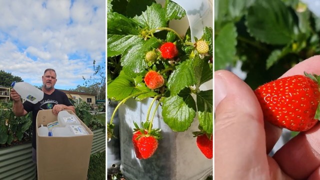 You don’t need a lot of land or space to grow your own food, as this milk container hack shows.