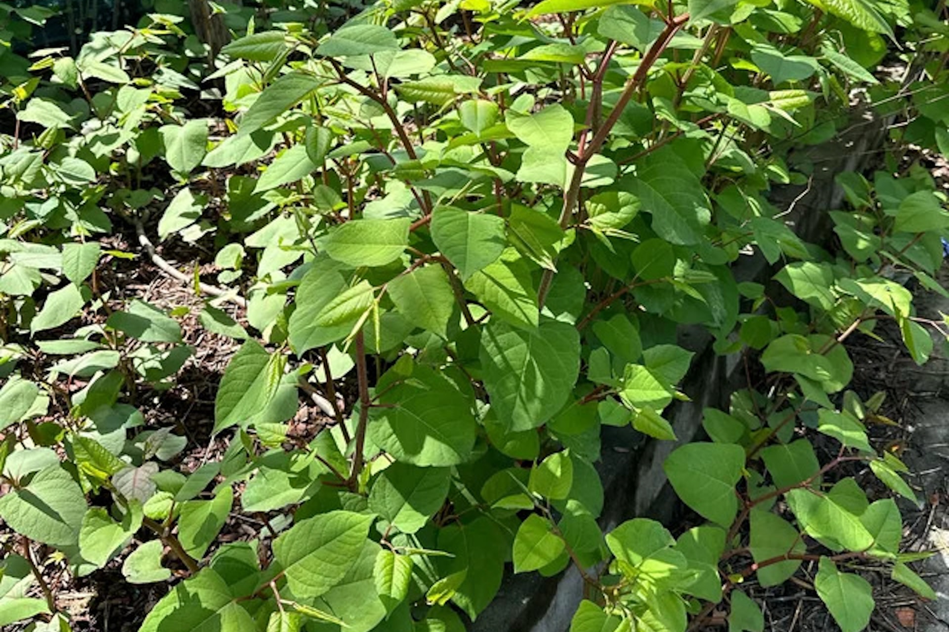 "This is literally the only plant where I would suggest getting in a professional to get rid."