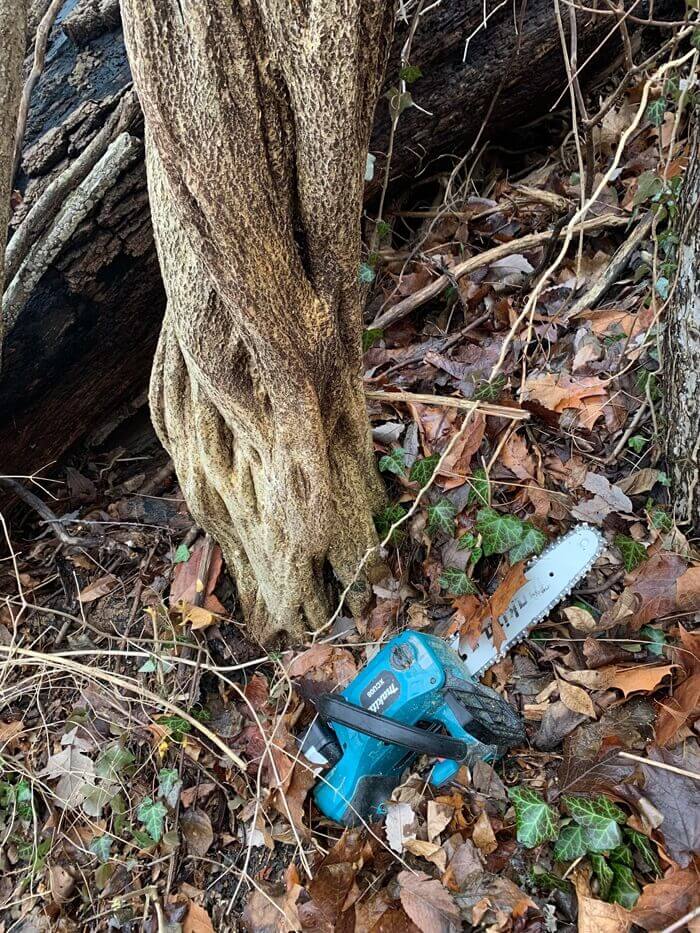 "I found this while doing invasive species removal in my town."