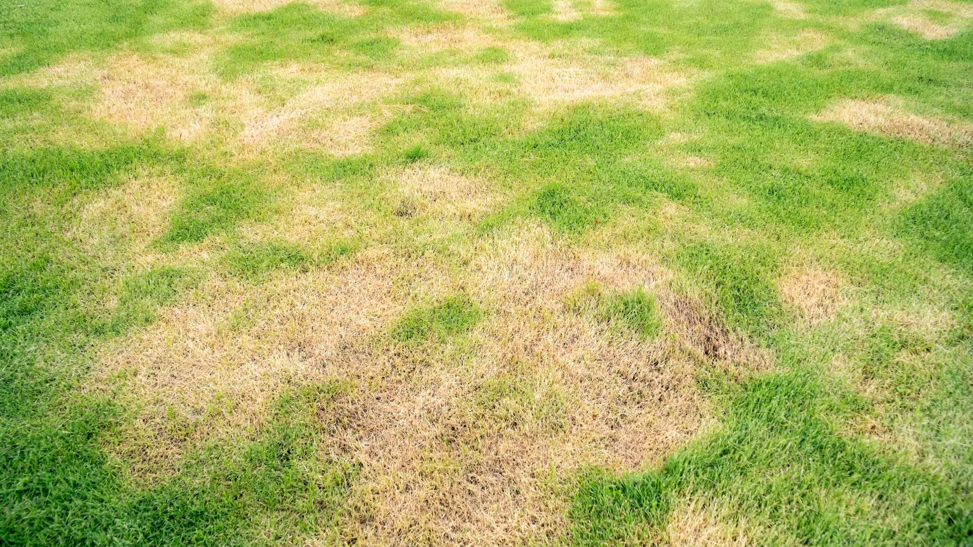 One homeowner was excited to share photos of their progress after a dramatic change in their no grass yard.