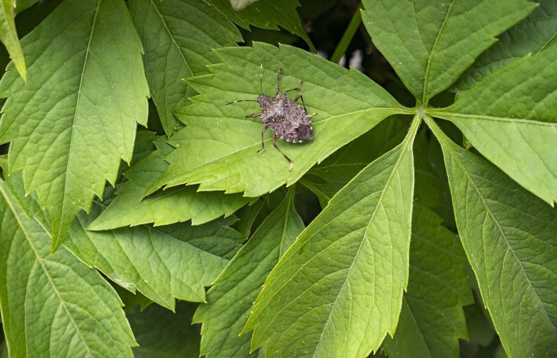 "Our house is constantly bombarded by these creatures."