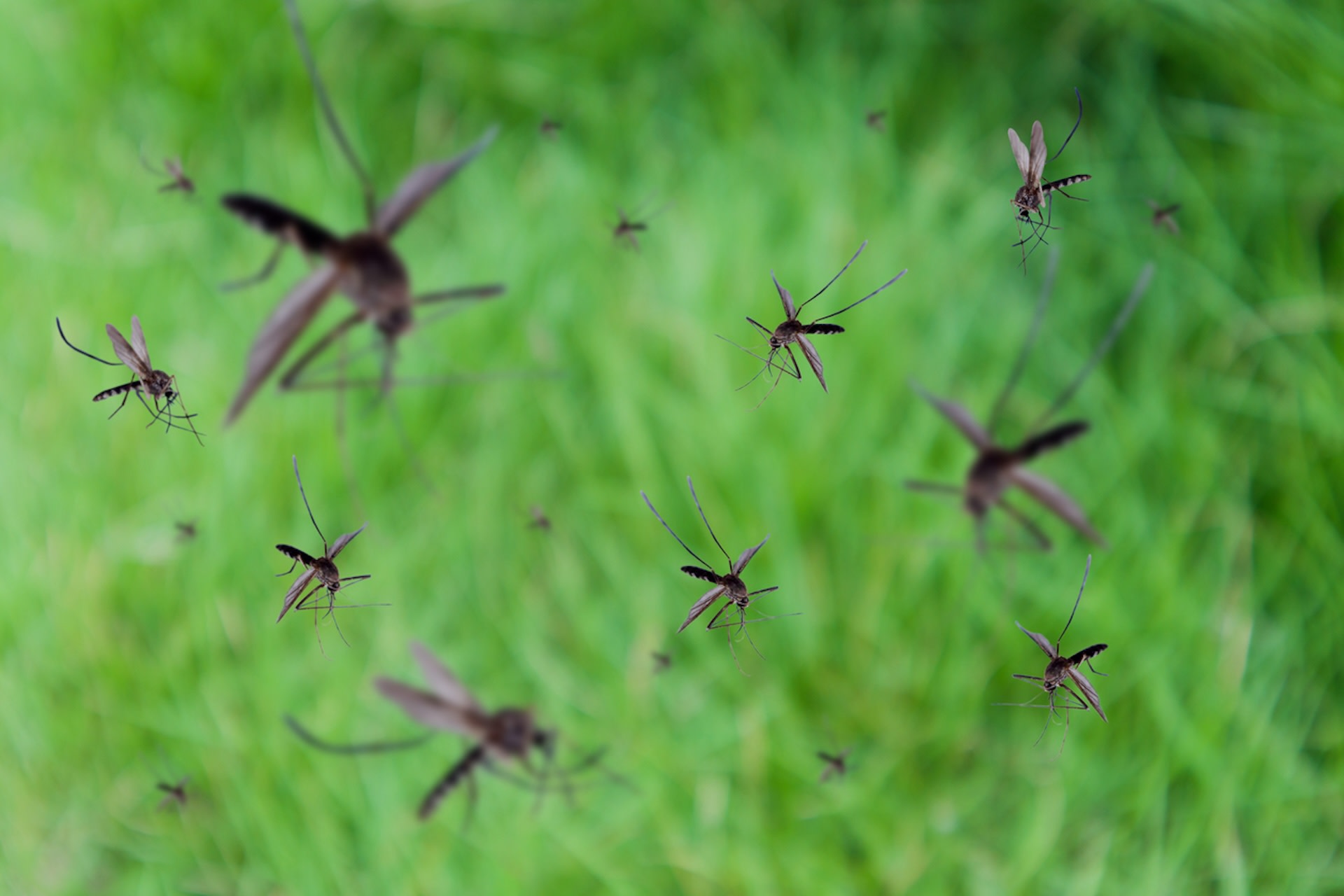 The flooding caused by heavy rainfall left pools of standing water, perfect breeding ground for mosquitoes.