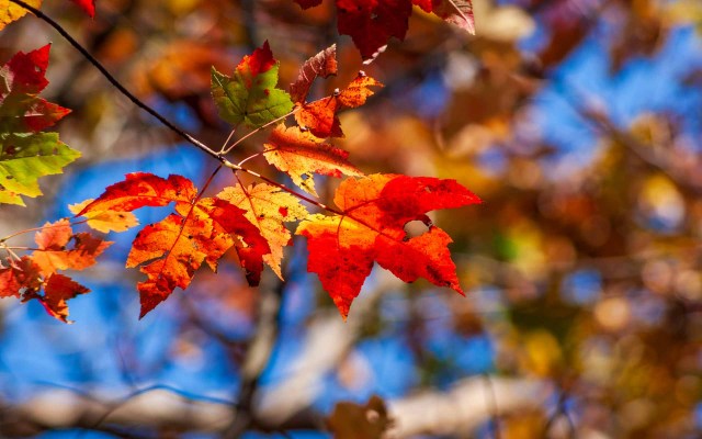 "If your tree is to have any future, this poor mulching must be addressed."