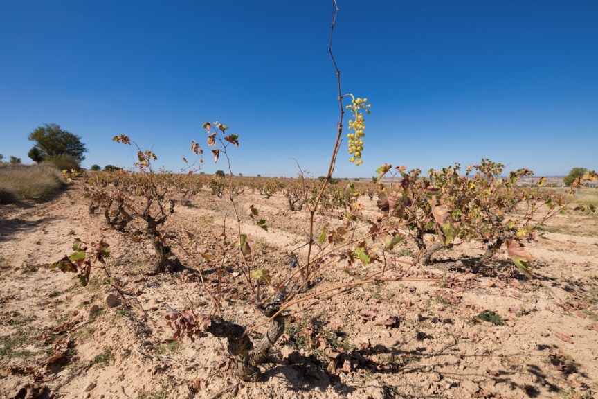 Here's What the Future of the Wine Industry Looks Like