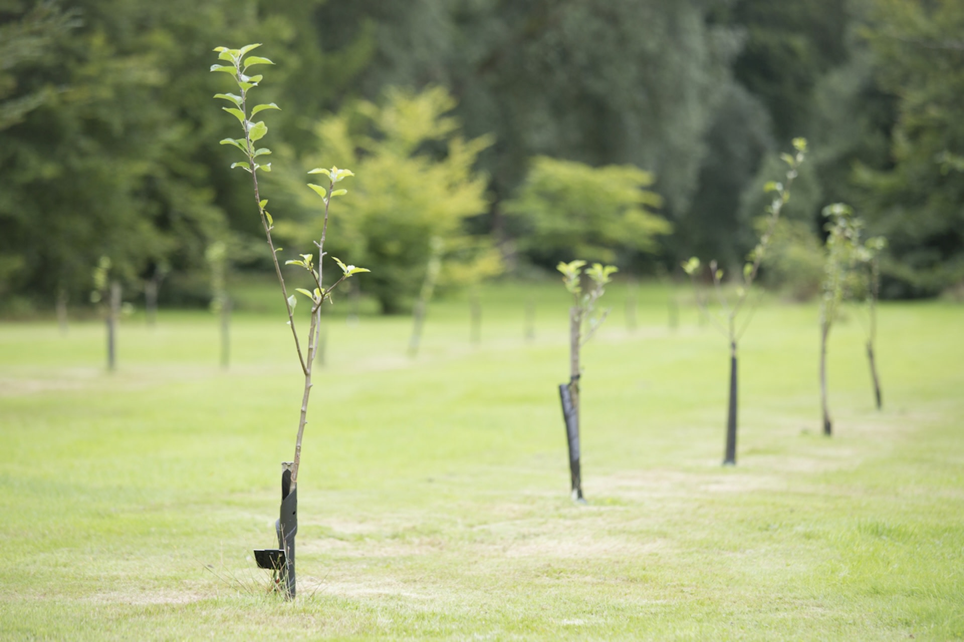 Sadly, vandalism is not uncommon in green spaces and parks.