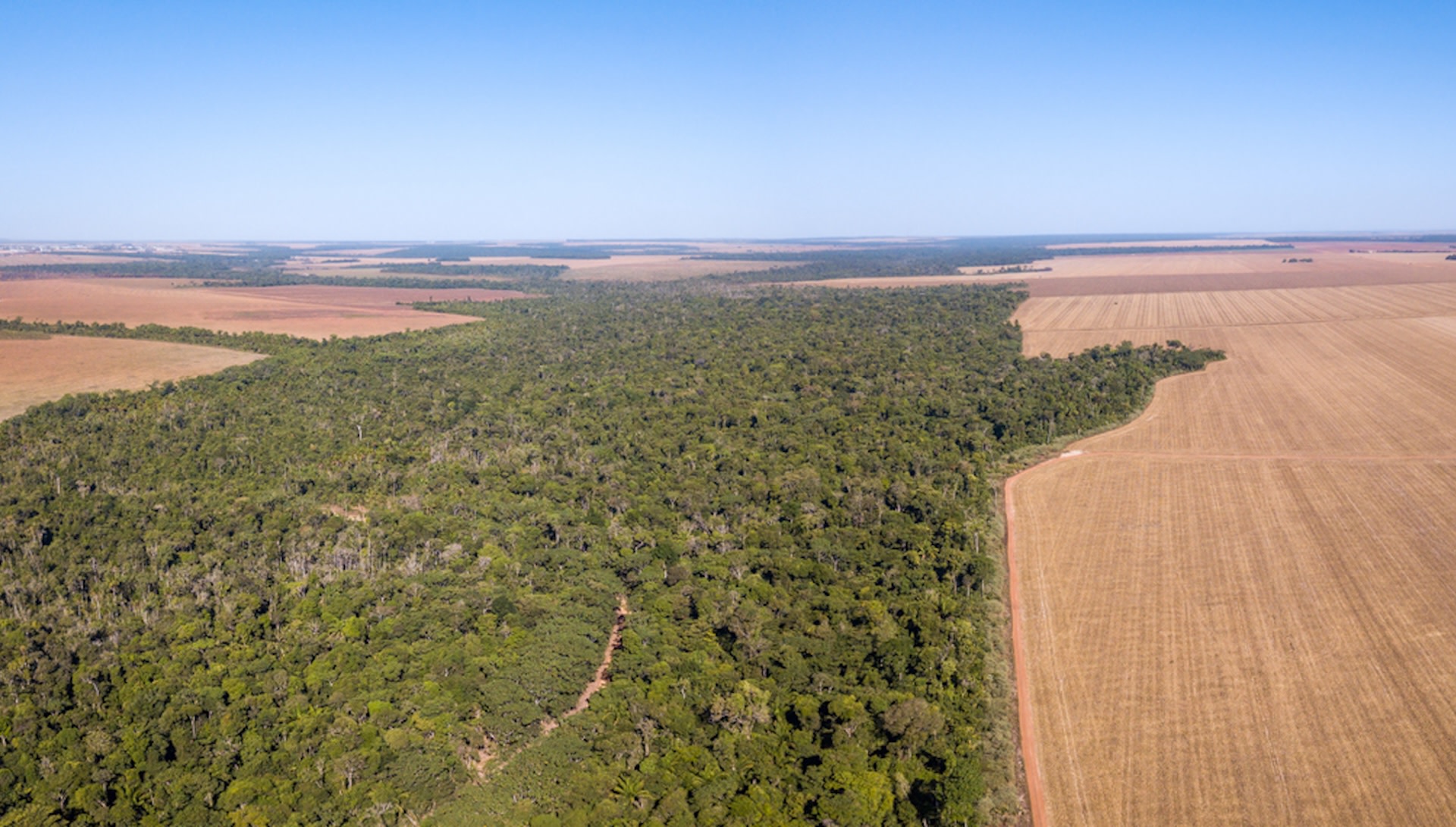 Deforestation in Brazilian  down 22% in a year
