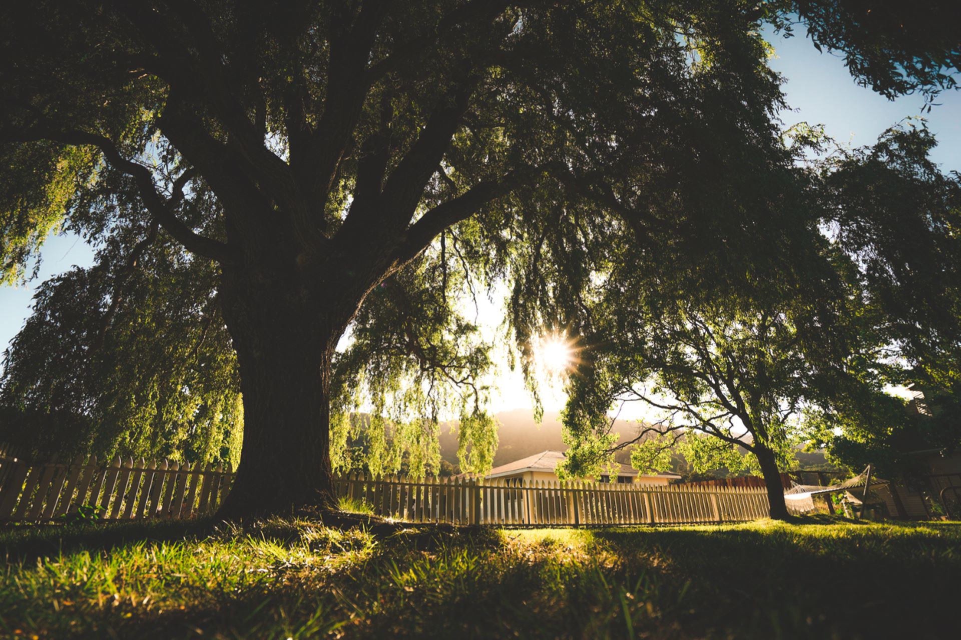 "I can't believe the owner would do this to a perfectly healthy tree."